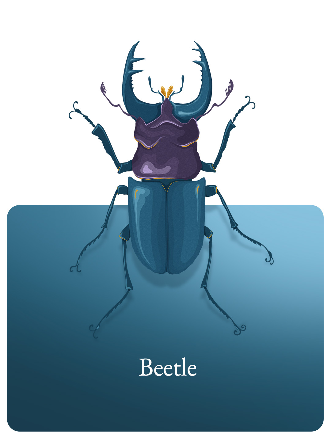 Beetle