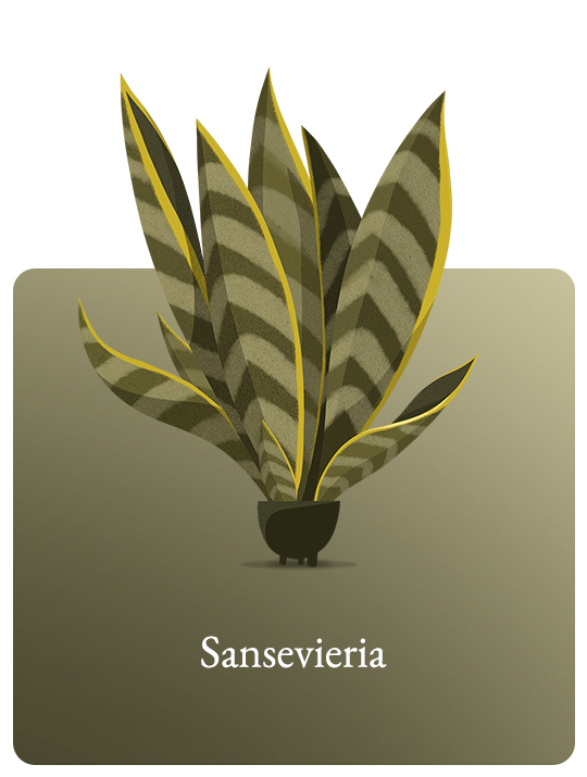 Sansevieria