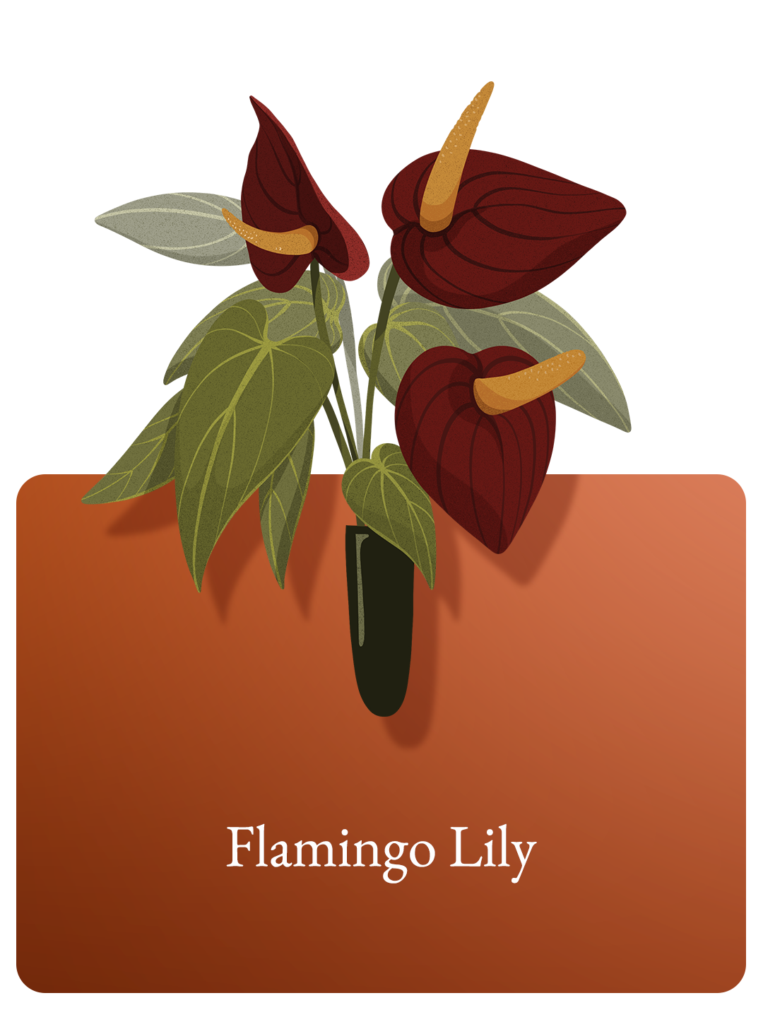 Flamingo Lily