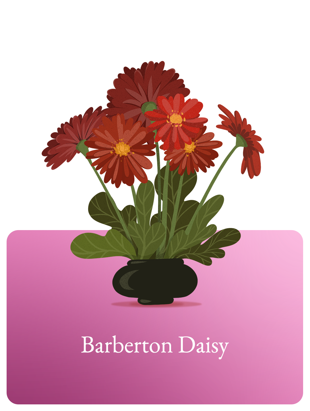 Barberton Daisy