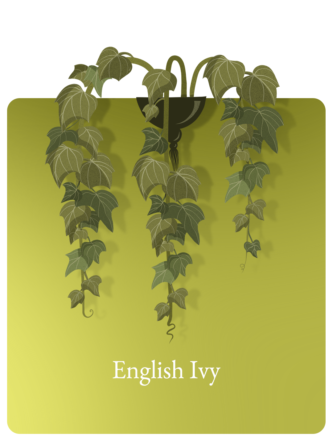 English Ivy