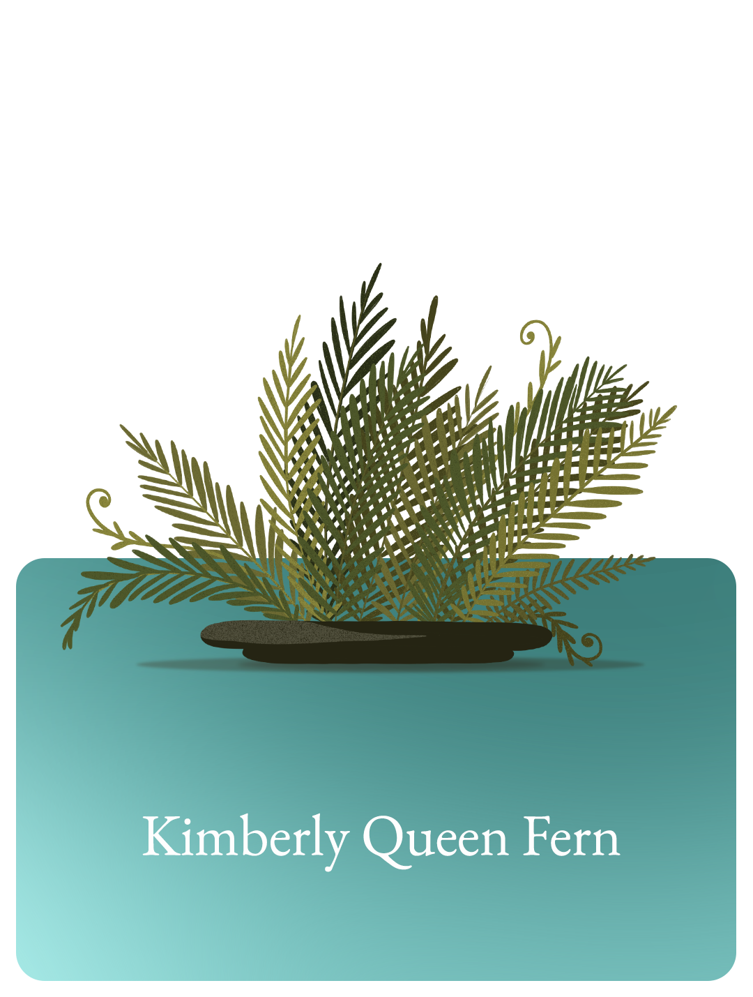 Kimberly Queen Fern